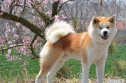 优质秋田犬多少钱一只_柴犬最便宜价格