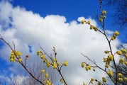 隆昌市天峰山梨花开了吗，隆昌的天气