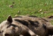 正阳有大型养猪场吗,正阳今日生猪价格