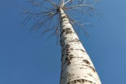 春节期间由于燃放大量烟花爆竹，造成多地城市空气污染严重，对此你怎么看