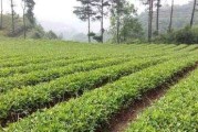 甘肃天水种植药材，有哪些药材生长在地表皮且株秧小