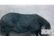 贵州的猪和全国其他猪相比，特别之处在哪