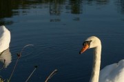 11月底泥鳅行情_批发泥鳅到哪里最便宜