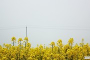 天气预报上面有广告怎么去掉开头，当途天气