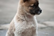 今日头条田园犬价格行情