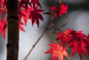 红枫节开幕时间地点，加拿大枫叶电影节