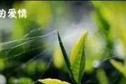 天气乍晴花满树