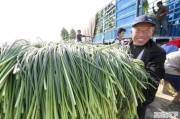 新蒜苔逐步上市，今年蒜苔价位会如何运行