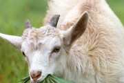 羊肉零售价多少一斤，今日活山羊价格