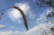 上海今日淘汰鸡价格行情走势