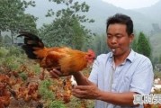 家庭养肉鸡不喂买的饲料行吗，豆粕今日价格龙岩