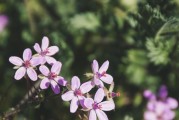 多肉桃花源的生长季节，桃花源天气