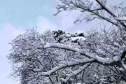 你们那里下雪了吗