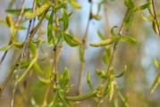 湖北哪里种植芝麻,孝感甘薯今日价格