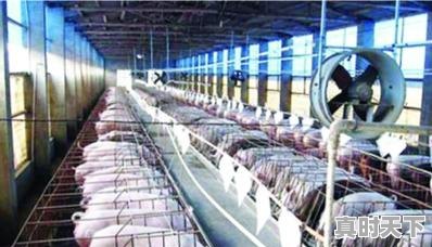 3、请问全国最大最好的养猪畜牧公司都有哪些推荐，青岛生猪价格今日猪价 - 真时天下