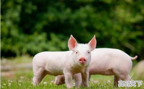 2、请问全国最大最好的养猪畜牧公司都有哪些推荐，青岛生猪价格今日猪价 - 真时天下