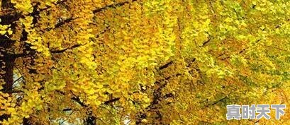 3、纳米科技布沙发优缺点,持续强化科技创新优势和劣势 - 真时天下