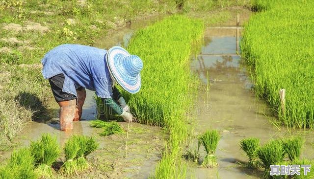 1、纳米科技布沙发优缺点,持续强化科技创新优势和劣势 - 真时天下