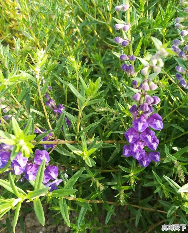 1、黄芩什么时候采收种子，黄芩今日价格 - 真时天下