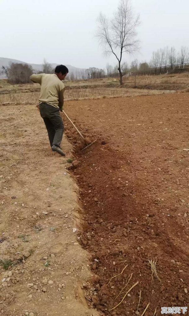 2、黄芩什么时候采收种子，黄芩今日价格 - 真时天下