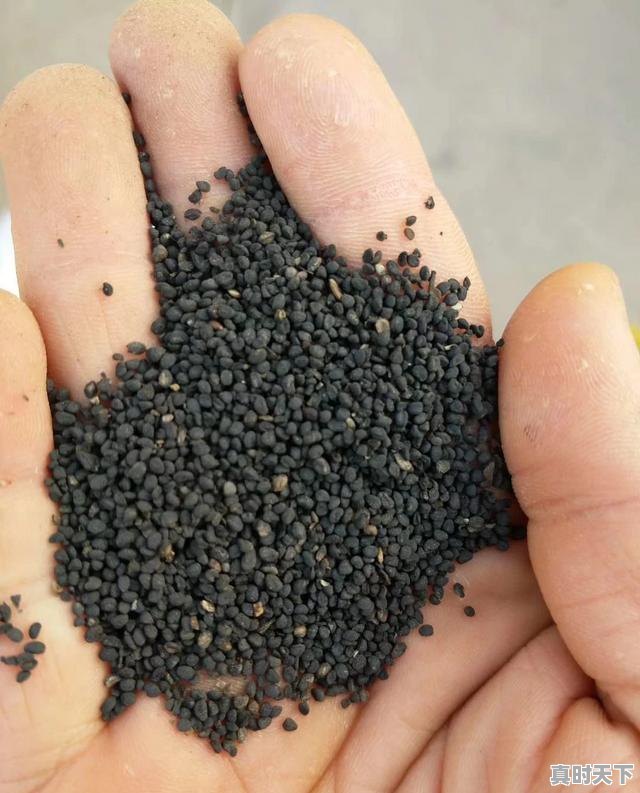 3、黄芩什么时候采收种子，黄芩今日价格 - 真时天下