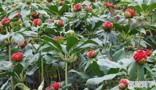 1、野生重楼市场行情，重楼今日价格 - 真时天下