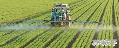 2、马云说:致富未来在农村,那么农村创业有哪些方法,名山今日生猪价格 - 真时天下