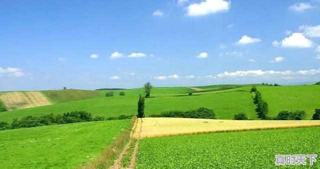 3、马云说:致富未来在农村,那么农村创业有哪些方法,名山今日生猪价格 - 真时天下