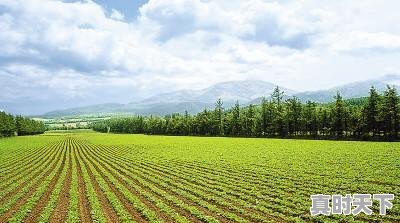 4、马云说:致富未来在农村,那么农村创业有哪些方法,名山今日生猪价格 - 真时天下