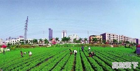 5、马云说:致富未来在农村,那么农村创业有哪些方法,名山今日生猪价格 - 真时天下