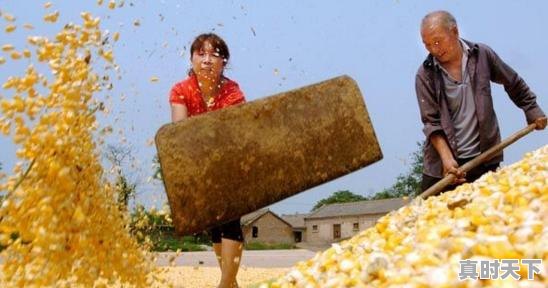 1、2019年种玉米能挣钱吗，今日青冈生猪价格 - 真时天下