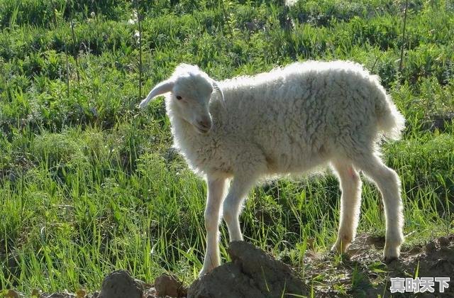 1、全国养猪业十大排名省份，今日辽中生猪价格 - 真时天下