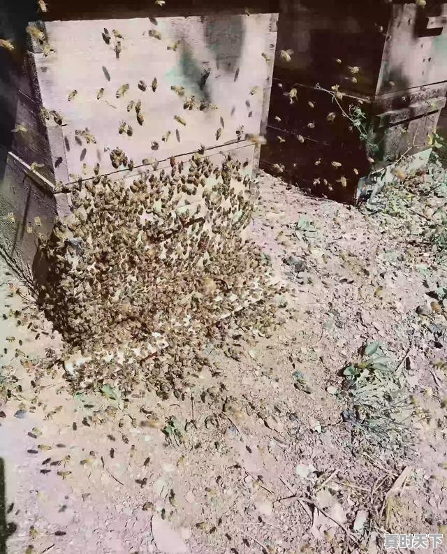 4、全国养猪业十大排名省份，今日辽中生猪价格 - 真时天下