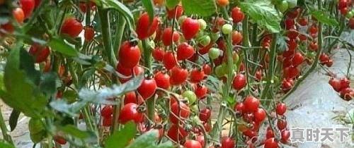3、圣女果市场现状分析，全国圣女果今日价格 - 真时天下