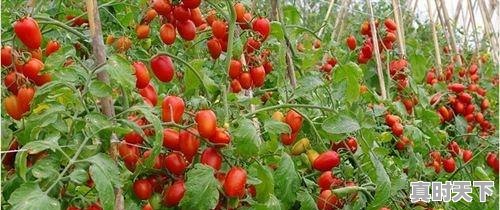 2、圣女果市场现状分析，全国圣女果今日价格 - 真时天下