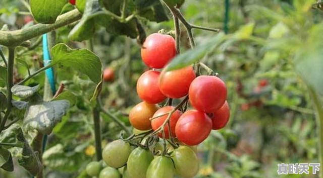 1、圣女果市场现状分析，全国圣女果今日价格 - 真时天下