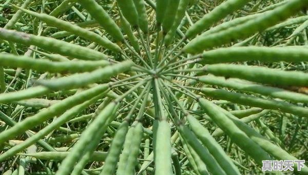 8、荷兰豆的做法,今日荷兰豆价格 - 真时天下