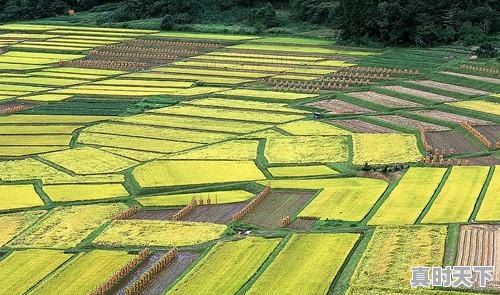 6、荷兰豆的做法,今日荷兰豆价格 - 真时天下