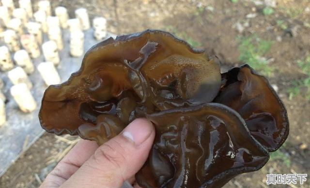 9、荷兰豆的做法,今日荷兰豆价格 - 真时天下