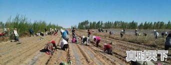 10、荷兰豆的做法,今日荷兰豆价格 - 真时天下