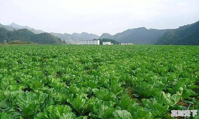 哈尔滨朝阳大市场营业时间，今日辽宁朝阳蔬菜价格 - 真时天下