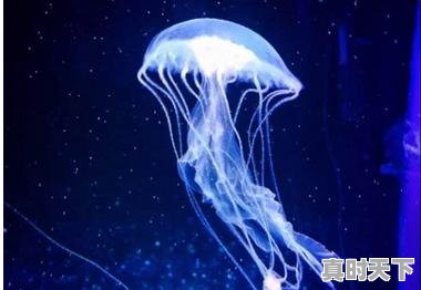 人类利用海洋生物发明创造了哪些成果，海洋科技创新探索 - 真时天下