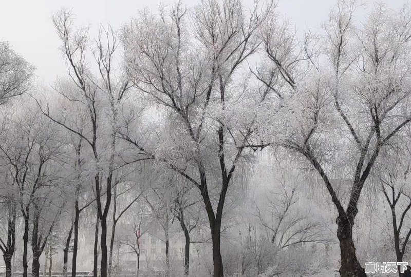 哈尔滨的天气一年温度分布怎么样，黑龙江的天气 - 真时天下