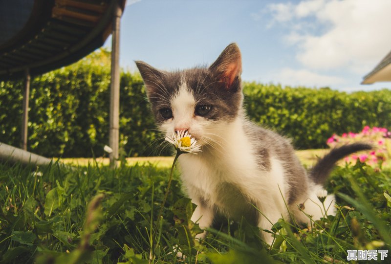 变身成猫的动漫，少女变身动漫推荐 - 真时天下