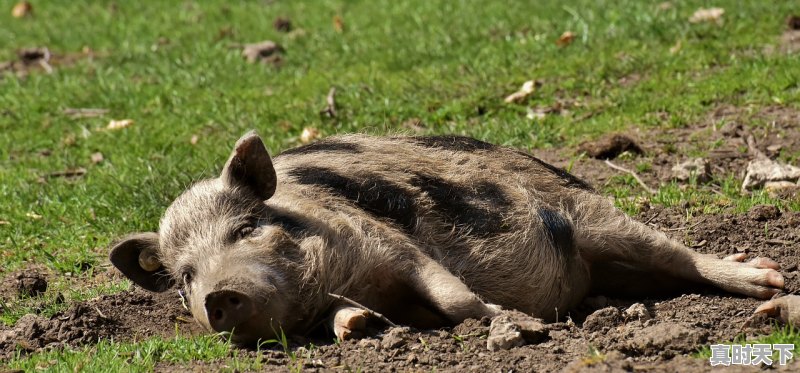 1、我的家乡博白200字,广西博白生猪今日价格 - 真时天下