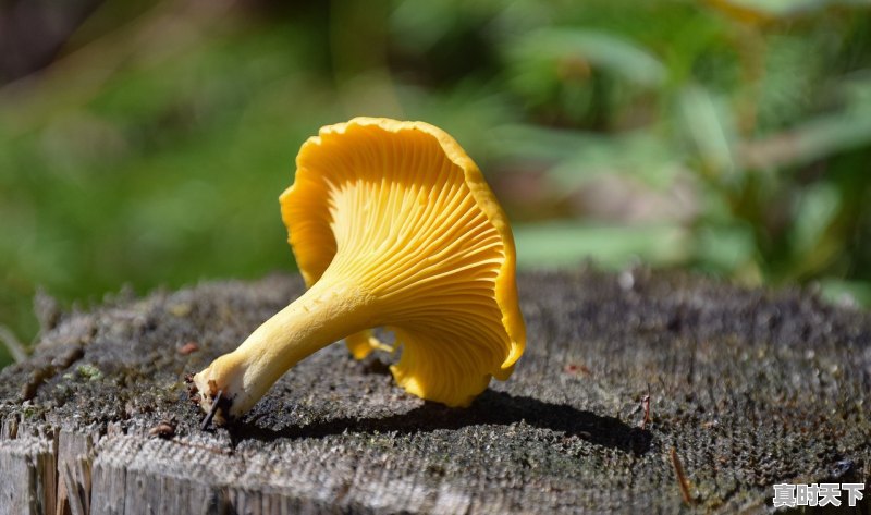 1、野生黄芪的市场回收价格是多少，今日黄芪最新价格行情 - 真时天下