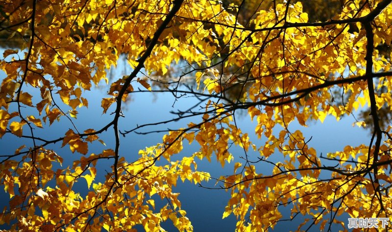 1、摘梨什么天气好，梨天气 - 真时天下