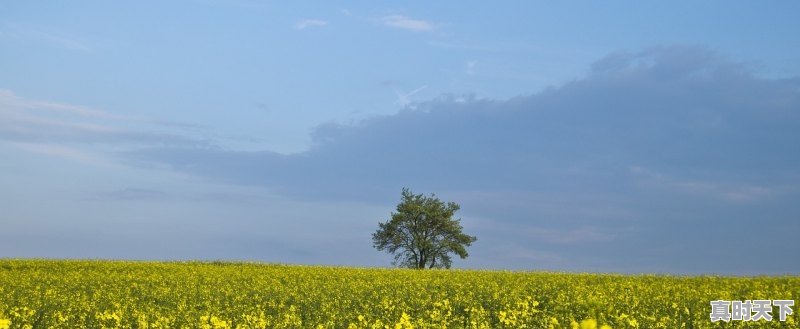 1、天门油菜籽收购价最新，天门市天气 - 真时天下