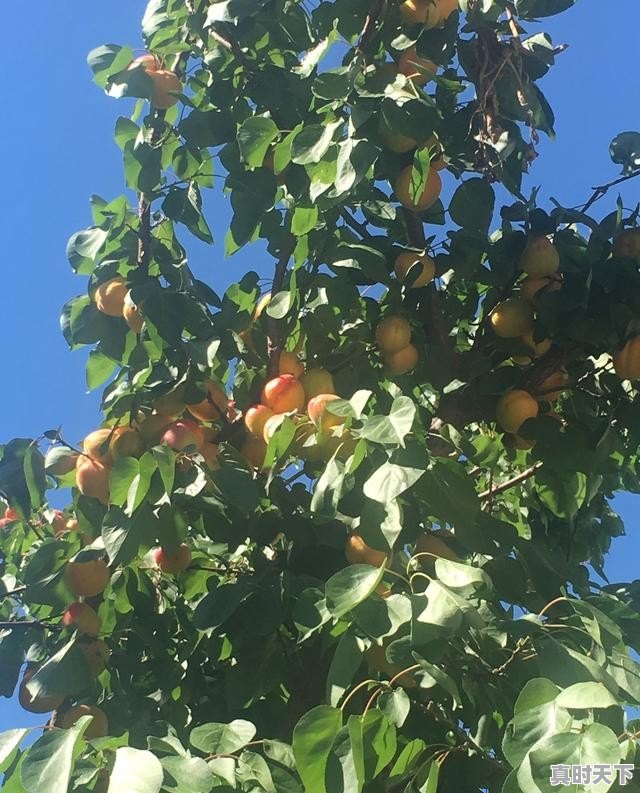 本溪小市铁锅炖鱼哪家好，小市天气 - 真时天下