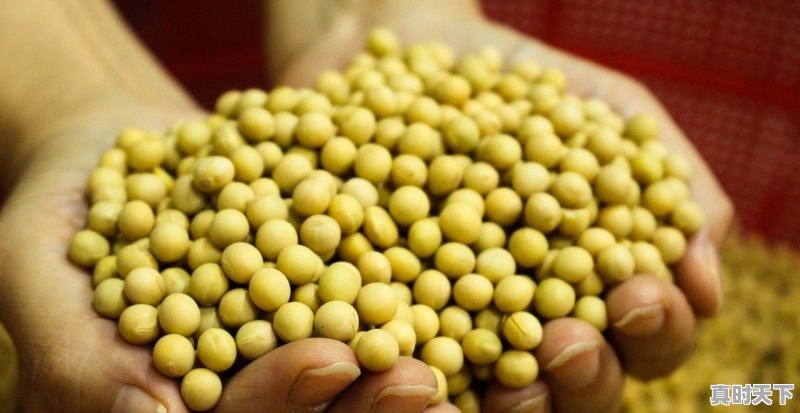 1、2022春节过后大豆价格会涨吗_今日玉米黄豆价格走势 - 真时天下